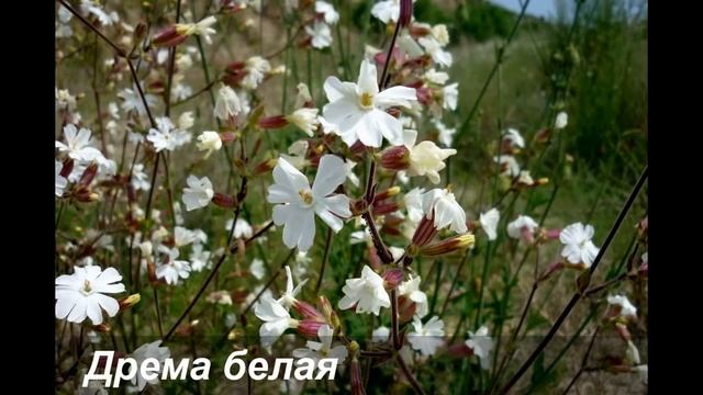 Растения Иркутска и Иркутской области смотреть онлайн