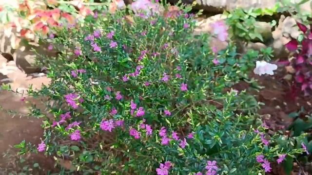 Cufea hyssopifolia. Куфея иссополистная. смотреть онлайн