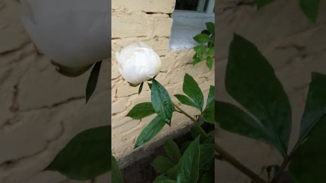 13.6.21 Солнце Вода Цветы. смотреть онлайн