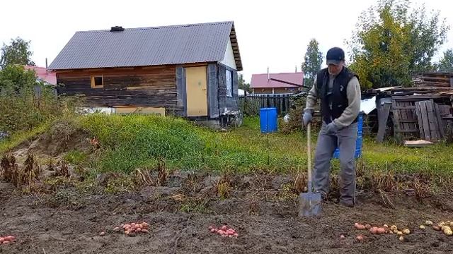 Как я собирал рекордный урожай картофеля.С одной сотки 36 ведер. смотреть онлайн