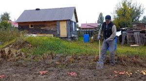 Как я собирал рекордный урожай картофеля.С одной сотки 36 ведер.