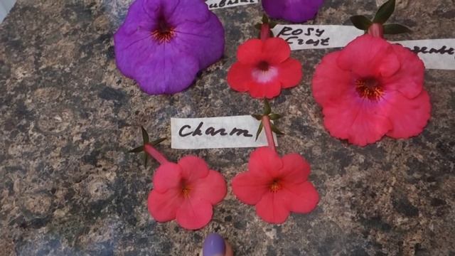 "Неоновые" ахименесы: сравнение некоторых сортов смотреть онлайн