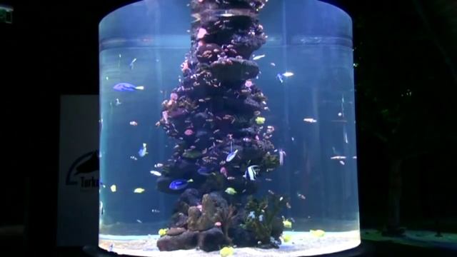Turkuazoo Istanbul Aquarium www.aquawiadomosci.pl смотреть онлайн