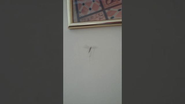 Комар танцует Приколы с животными 2015 танцующий комар-лезгинка) смотреть онлайн