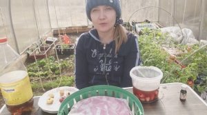 Подготовка луковиц гладиолусов к посадке. Чем обработать луковицы гладиолусов