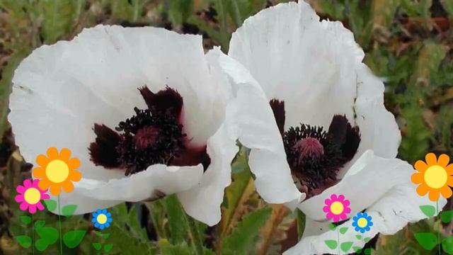 Мак восточный Royal Wedding. Краткий обзор, описание характеристик, где купить рассада смотреть онлайн