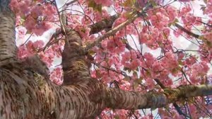 Кот Басё "Я как terra incognita..."