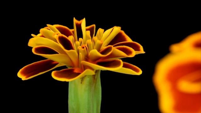 Вместо сына мать получила из армии цинковый гроб. Но через год увидела бомжа на улице – и закричала смотреть онлайн