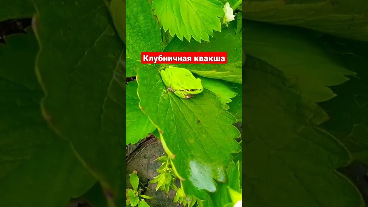 Сторож клубники #клубника #shorts #short #лягушка #выращиваниеклубники #лягушки #лягушонок смотреть онлайн