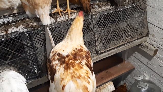 На пролом по головам! #курынесушки #chick #куры #петухи #курятник #петух смотреть онлайн