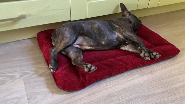 СИЕСТА у МИТИ с МАСЕЙ смотреть онлайн