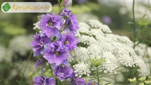 ? Дельфиниум – уход после цветения смотреть онлайн