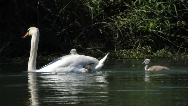 Camille Saint-Saëns: The Swan смотреть онлайн