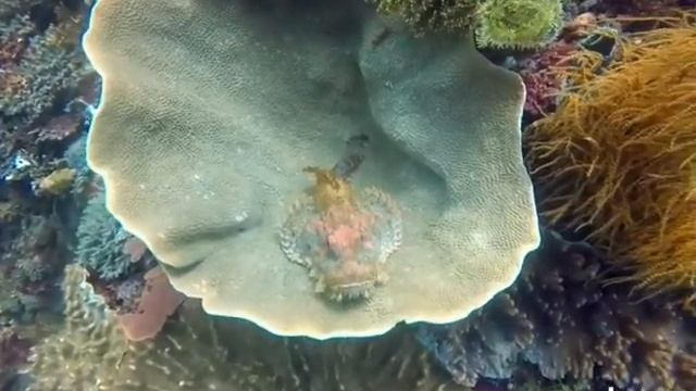 Flasher scorpionfish ? (Scorpaenopsis macrochir) смотреть онлайн
