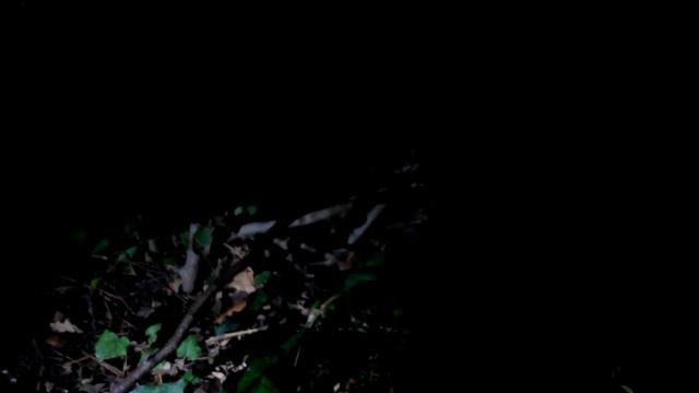 🦝 Что будет, если еноту не дать шашлык? смотреть онлайн