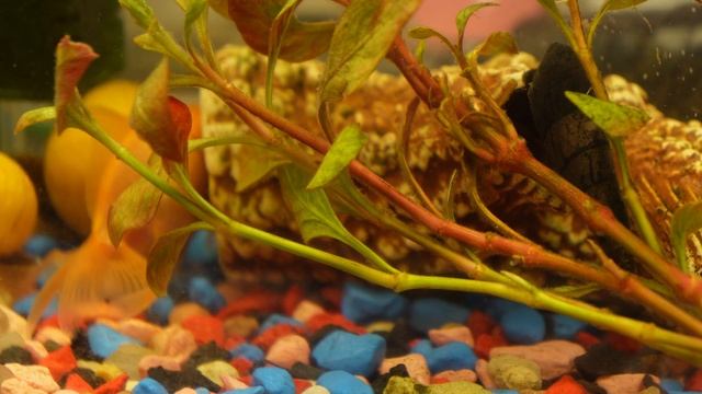 Лучшее расслабление 4K, медитация, аквариум, золотая рыбка смотреть онлайн