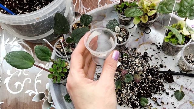 Фиалки с листика . Разные причины и варианты пересадок. смотреть онлайн