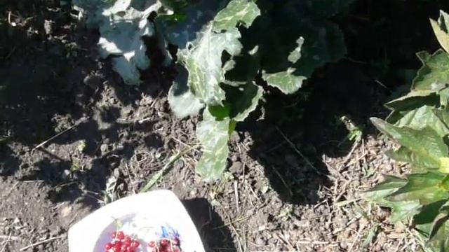 Обзор сортов смородины Ролан, Роднеус, Джонкер ван Тетс, Любава. смотреть онлайн