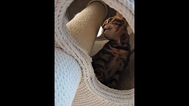 Кошачий улей и белая когтеточка в распор от пола до потолка смотреть онлайн