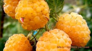 Малина традиционная Золотой гигант (rubus) ? обзор: как сажать, саженцы малины Золотой гигант