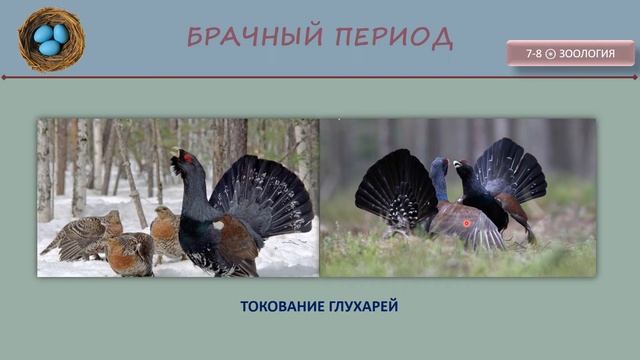 Размножение птиц (урок биологии) смотреть онлайн
