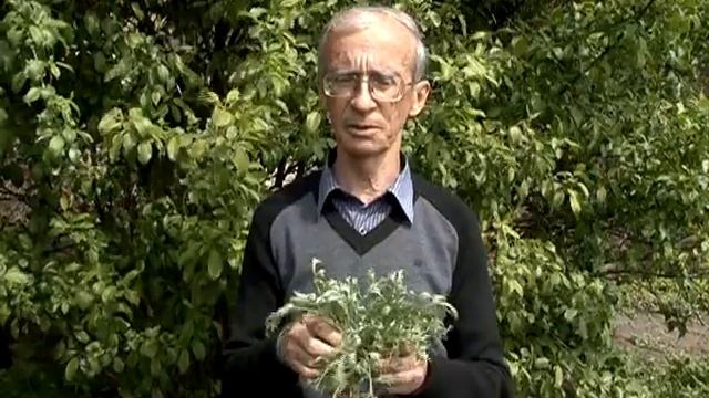 Наша дача Урок №8 борьба с вредителями смотреть онлайн