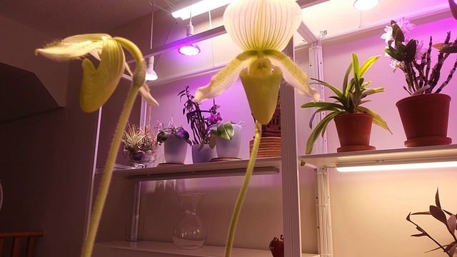 Пафиопедилум Мауди Paphiopedilum Maudiae смотреть онлайн