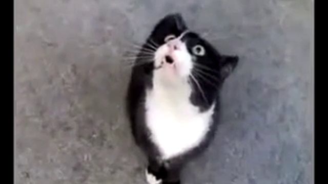кот сошёл с ума, кот псих, кошки отжигают, смешные животные, прикол с котом, при смотреть онлайн