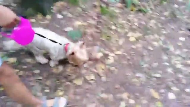 как правильно гулять с собакой??? собака боня на прогулке! смотреть онлайн