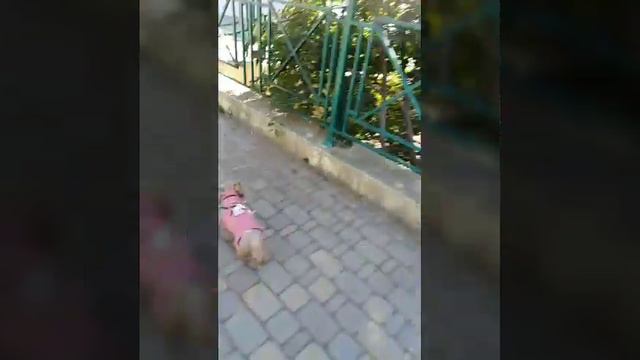 Прогулка с собакой бес поводка. смотреть онлайн