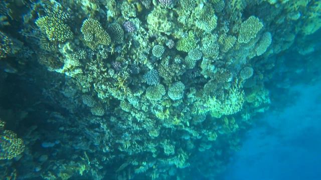 Самые красивые подводные виды в красном море! смотреть онлайн