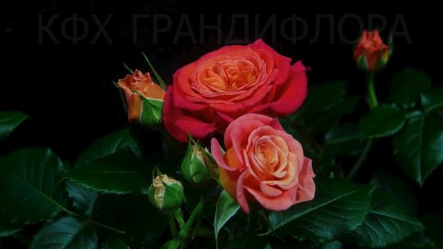 Как распускается роза Вулкано - Vulcano (W. Kordes' Söhne 2019) смотреть онлайн