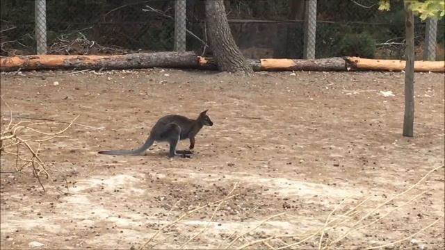 Sigean Zoo Safari - Sigean - France - Sightseeing - Travel смотреть онлайн