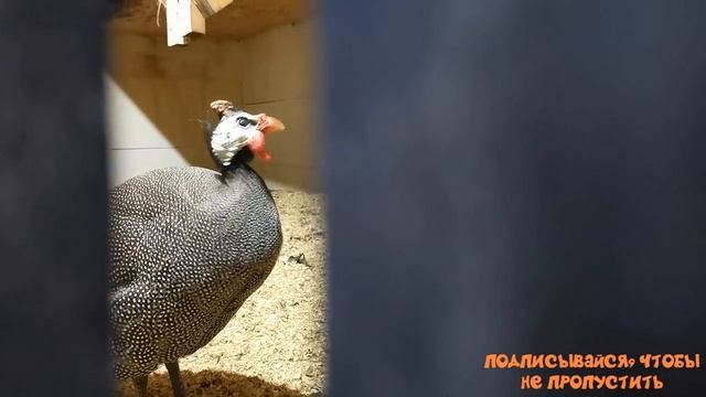 Звуки деревни. Как кричат птицы. "Мое Подворье" смотреть онлайн