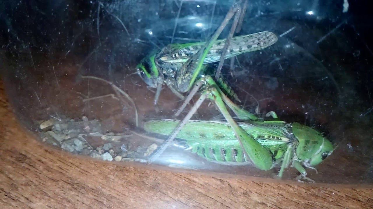 Брачные игры земных обитателей | Кузнечик серый Decticus смотреть онлайн