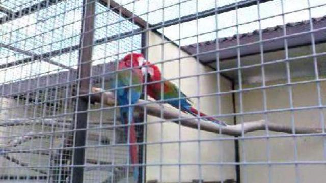 Разноцветный какаду смотреть онлайн