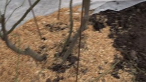 обрезка розы флорибунда, питомник роз полины козловой,  rozarium.biz ,  pruning a floribund rose