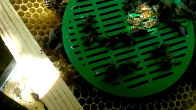 Матки искусственного осеменения Подсадка в слабый отводок- первая прививка смотреть онлайн