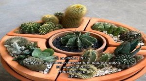 Секреты ухода за кактусами, чтобы они цвели