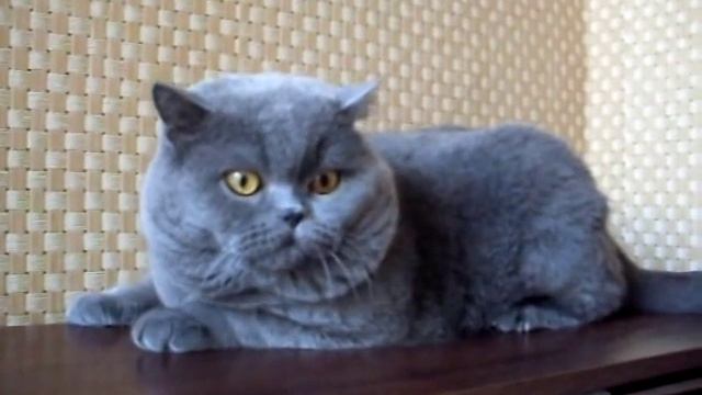 Питомник British Cat House - кот - Filimon Goluboi Sapfir. смотреть онлайн
