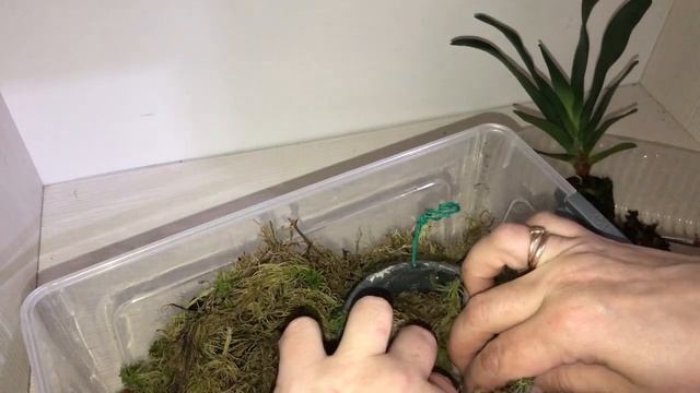 Новая орхидея АНГРЕКУМ  посадка New orchid Angreacum Crestwood from Schwerter July 3 2021