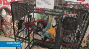 Выставка-зоопарк «Парад обезьян»