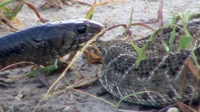 snake battle смотреть онлайн