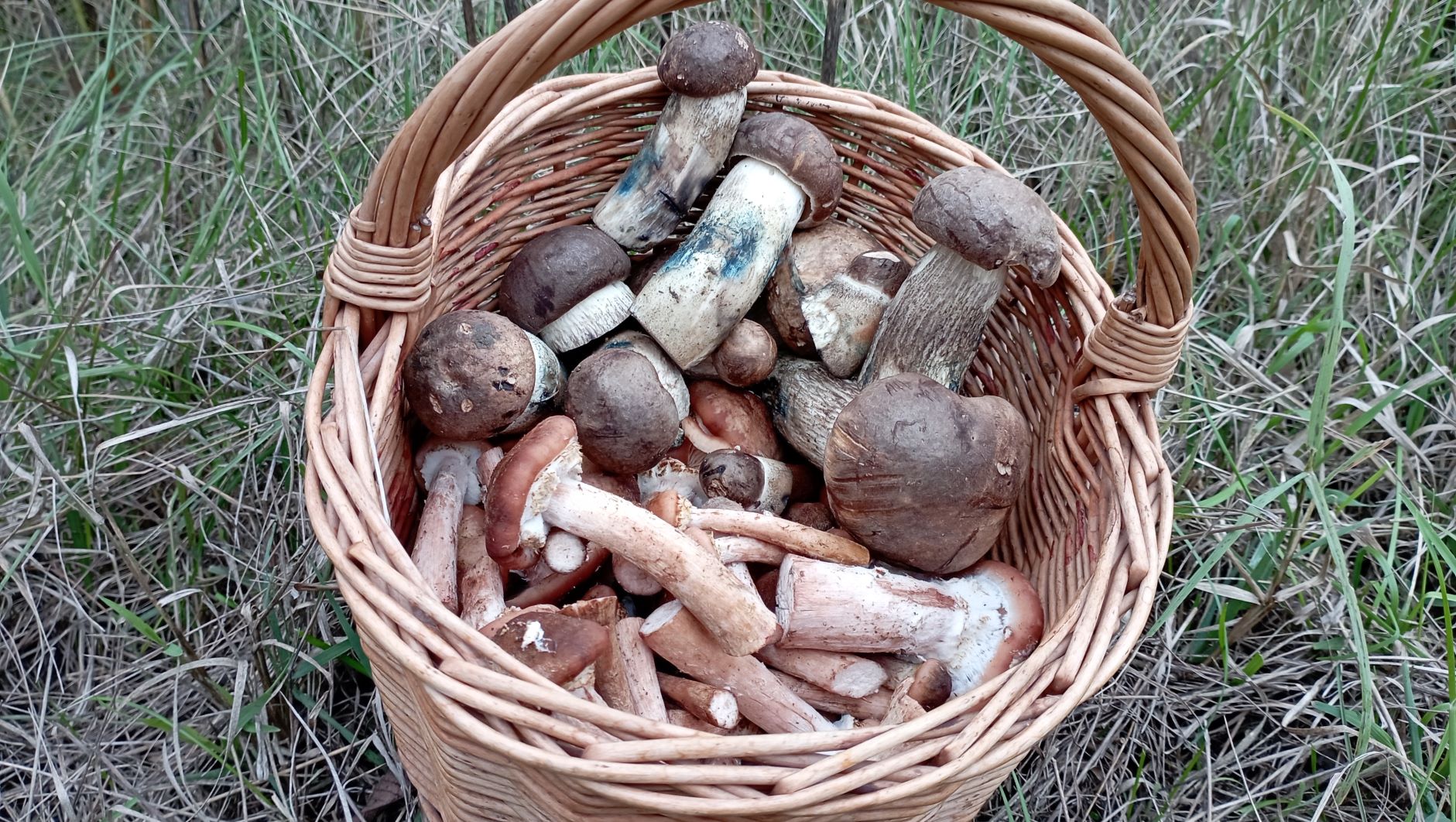 ВОТ ЭТО ГРИБИЩЩЩЕ !!! Килограмма полтора! По грибы 25 сентября 2022 года. смотреть онлайн