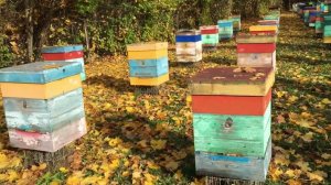 Бакфаст, карника 2026 год. Все матки от F0. т.89603022455. Заказы пчелопакетов, пчеломаток.