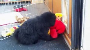 Собака против игрушечного петуха