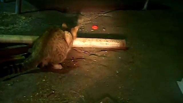 Ночная жизнь хищника. смотреть онлайн