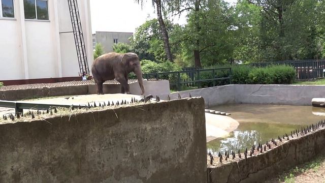 The elephant washes in sand in the Kaliningrad Zoo смотреть онлайн