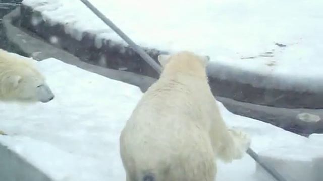 Белые медведи,Московский зоопарк! смотреть онлайн