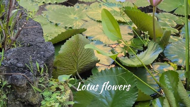 Cari Bunga Tropis sampai Bali, Looking for Tropical Flowers of Bali, #City&Flowers series смотреть онлайн